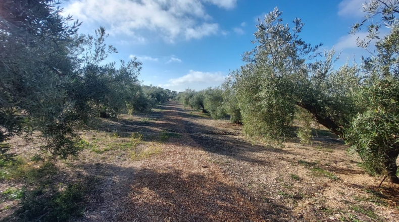 Jaén - Quesada - 17000m2