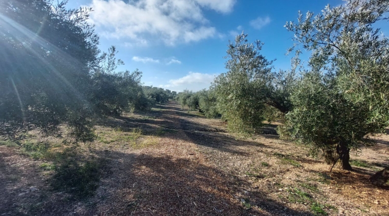 Jaén - Quesada - 17000m2