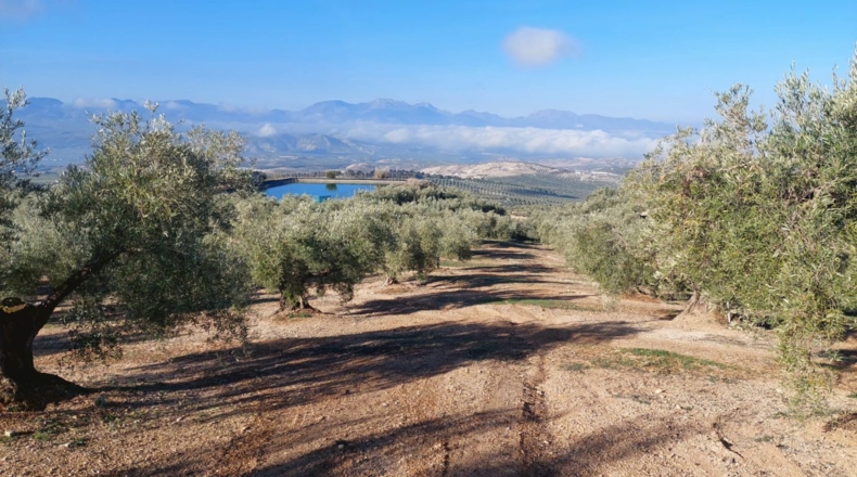 Jaén - Quesada - 17000m2