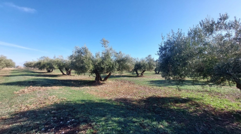Jaén - Quesada - 17000m2