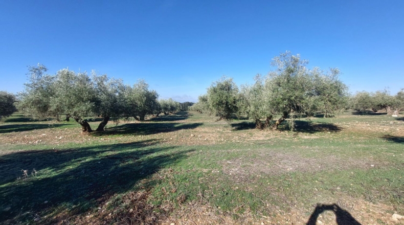 Jaén - Quesada - 17000m2