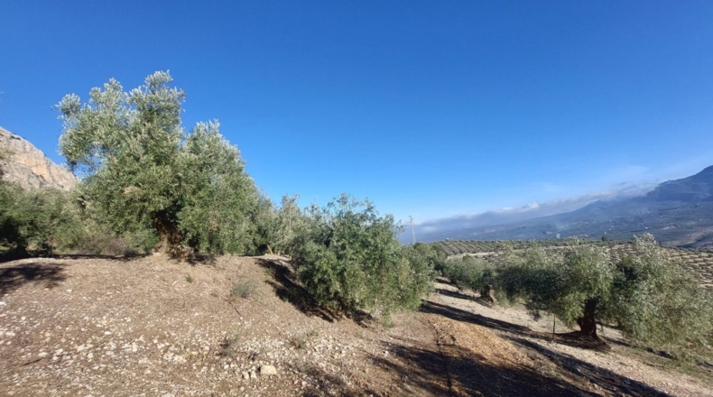 Jaen - Quesada - 9000m2