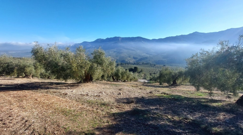 Jaen - Quesada - 9000m2
