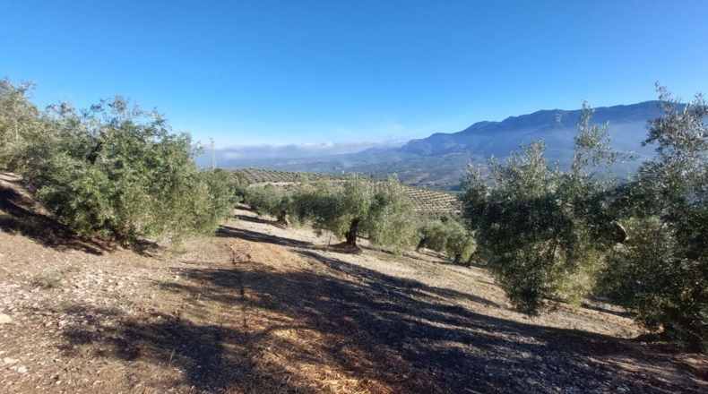 Jaen - Quesada - 9000m2