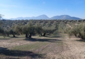 Non-developable land for sale in Quesada ref: TR252382 photo