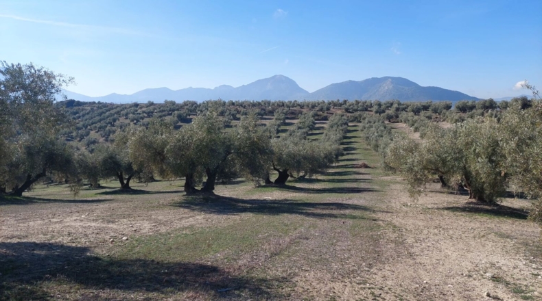 Jaén - Quesada - 22000m2