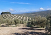 Non-developable land for sale in Quesada ref: TR252382 photo