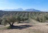 Non-developable land for sale in Quesada ref: TR252382 photo