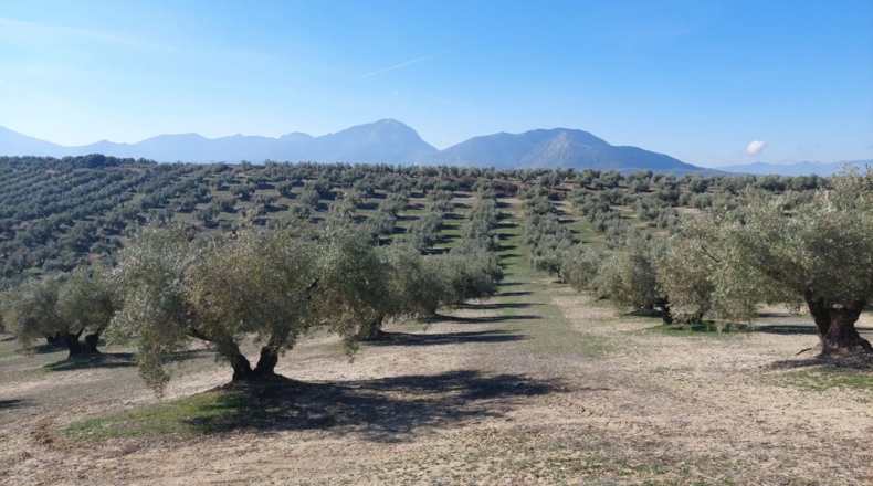Jaén - Quesada - 22000m2