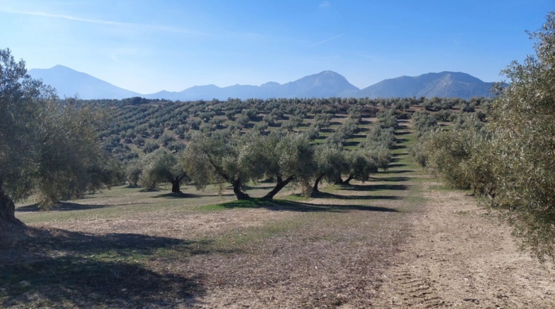 Jaén - Quesada - 22000m2