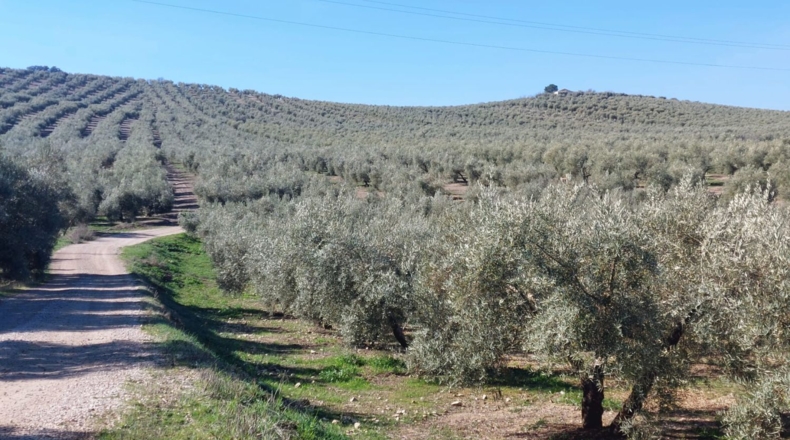 Jaén - Quesada - 23000m2