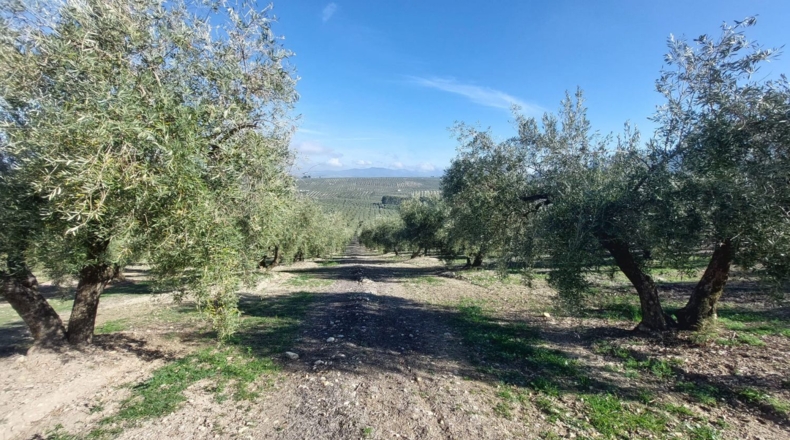 Jaén - Quesada - 23000m2
