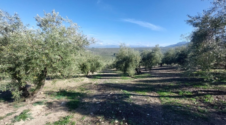 Jaén - Quesada - 23000m2