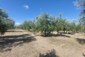 Quesada 16000&nbsp;м²