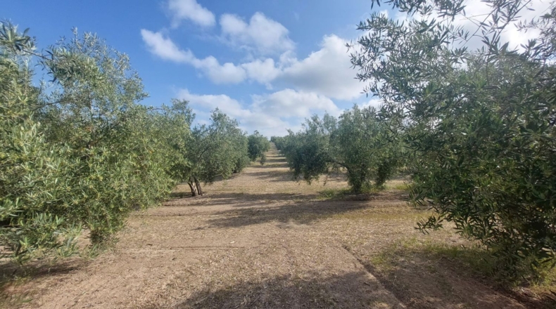 Jaén - Quesada - 16000m2