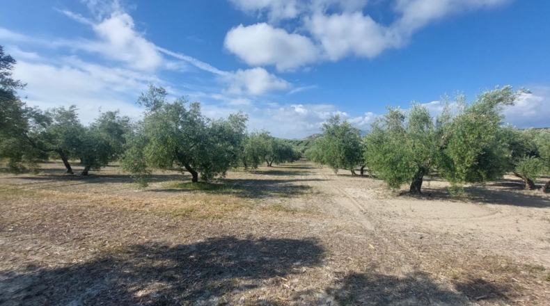 Jaén - Quesada - 16000m2