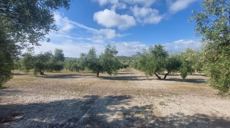 Jaén - Quesada - 16000m2
