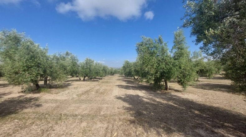 Jaén - Quesada - 16000m2