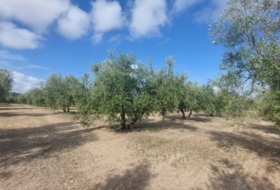 Quesada 16000&nbsp;м²