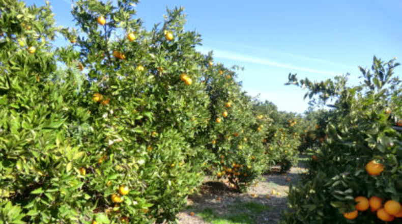 Valencia - La Conarda - 3600m2