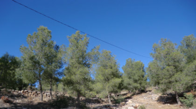 Valencia - Chiva - 2133m2