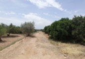 Non-developable land for sale on España, Torrent, ref: TR53366 photo