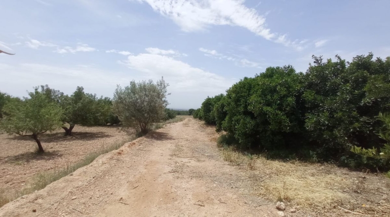 Valencia - Nàquera / Náquera - 12555m2