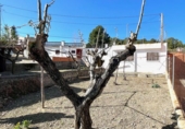 Terreny no urbanitzable en venda a Vilafranca del Penedès ref.: TR61107 foto