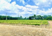 Городская земля под застройку на продажу у города Pacs del Penedès. Фото