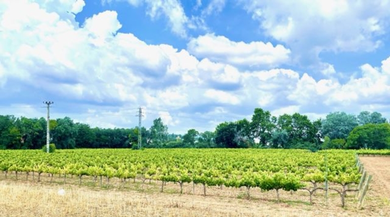Barcelona - Pacs del Penedès - 250m2