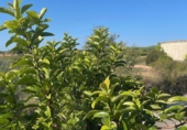Semi-detached house with land for sale in Castellet ref: TR346598 photo