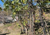Casa de camp amb terreny en venda a Pontons ref.: TR355264 foto
