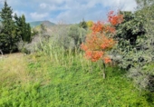 Masia amb terreny en venda a Torrelles de Foix ref.: TR375668 foto