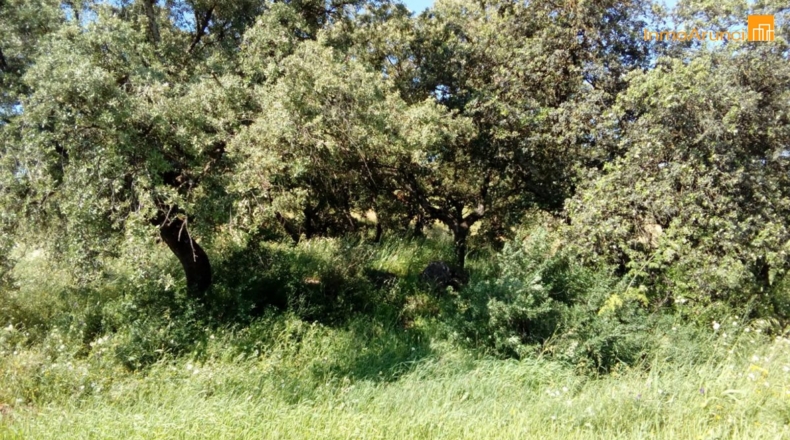 Sevilla - Morón de la Frontera - 12m2