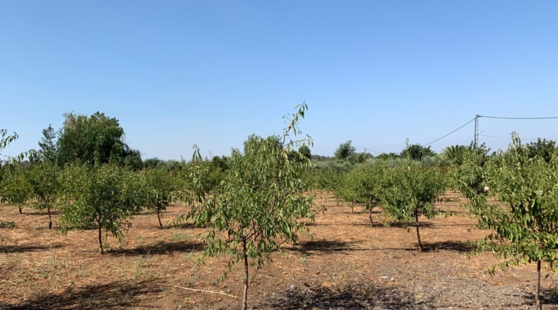 Sevilla - Arahal - 2500m2