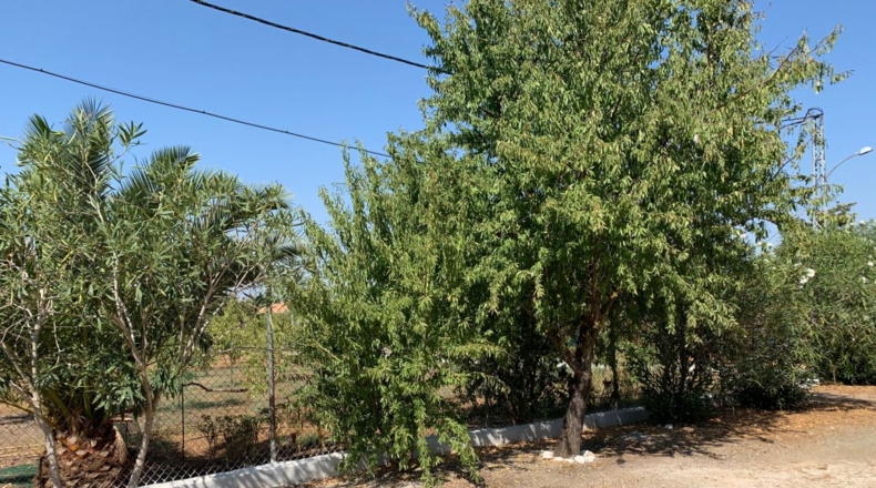 Sevilla - Arahal - 2500m2