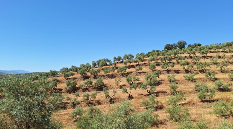 Sevilla - Morón de la Frontera - 125700m2