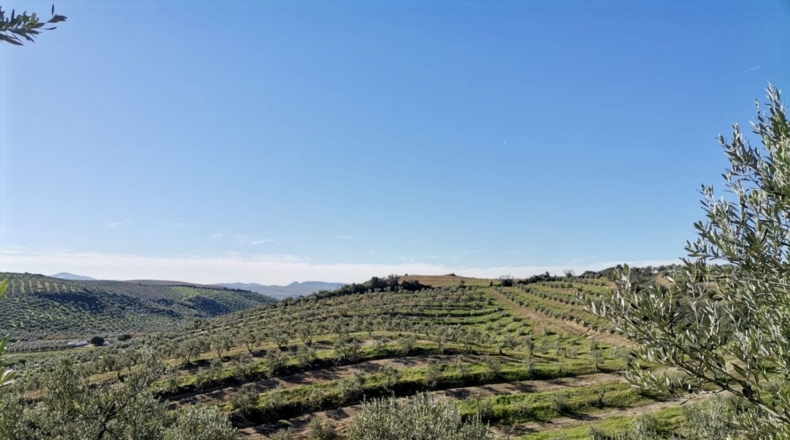 Sevilla - Morón de la Frontera - 125700m2