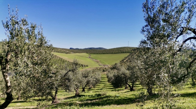 Sevilla - Morón de la Frontera - 125700m2