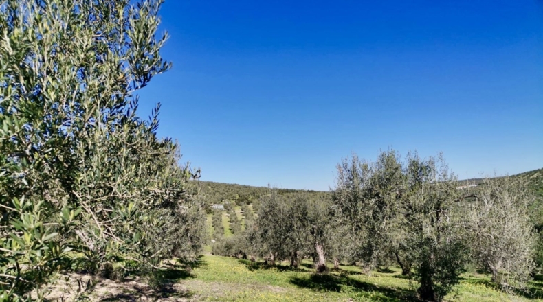 Sevilla - Morón de la Frontera - 125700m2