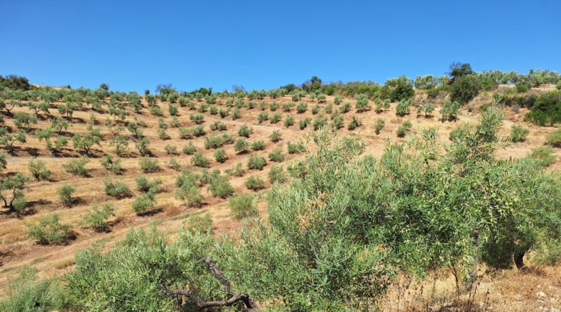 Sevilla - Morón de la Frontera - 125700m2