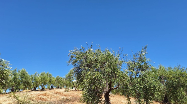 Sevilla - Morón de la Frontera - 125700m2