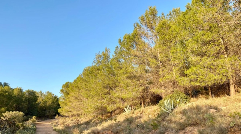 Sevilla - Morón de la Frontera - 208616m2