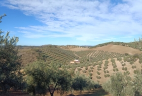 Villanueva de San Juan 180000&nbsp;m²
