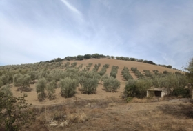 Villanueva de San Juan 180000&nbsp;m²