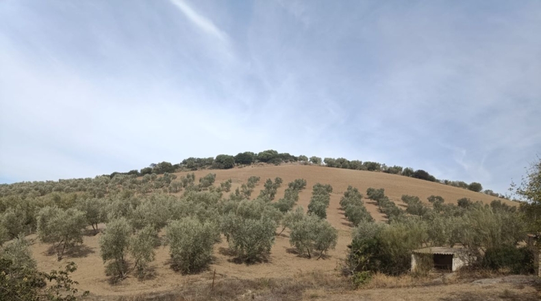 Sevilla - Villanueva de San Juan - 180000m2