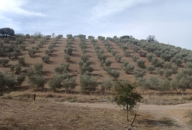 Villanueva de San Juan 180000&nbsp;m²