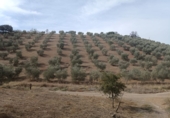 Country house with land for sale in Villanueva de San Juan ref: TR102618 photo
