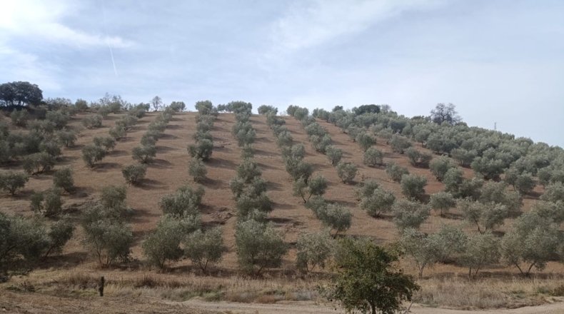 Sevilla - Villanueva de San Juan - 180000m2