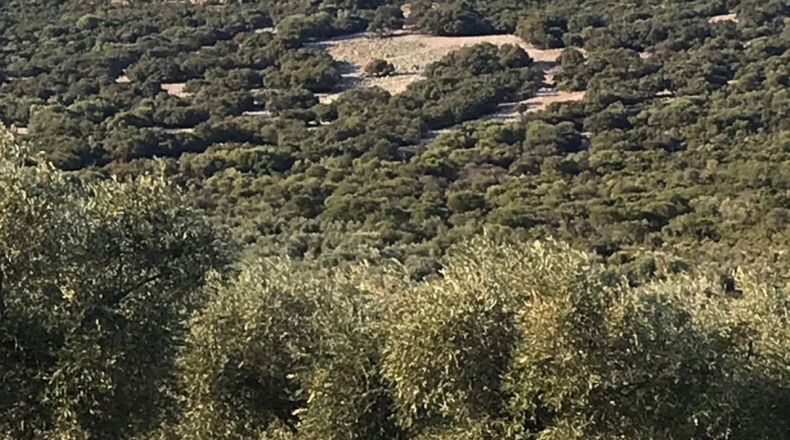 Ciudad Real - Malagón - 624m2